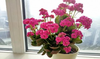 长寿花有没有毒 长寿花有没有毒性