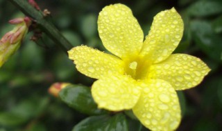 迎春花的象征意义（迎春花象征意义的小作文）