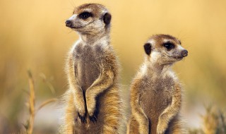 丁满是什么动物 彭彭和丁满是什么动物