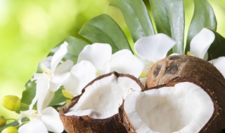 椰子的椰宝怎么吃 椰子里的椰宝怎么吃