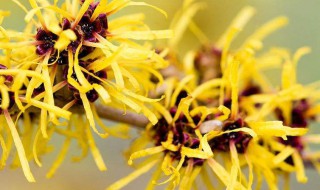 金缕梅的功效与作用（金缕梅的功效与作用图片）