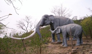 大象最初的由来（大象起源于什么时候）