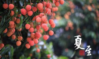 夏至节气吃点啥 夏至节气吃点啥好