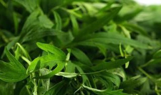 艾草不到端午节可以用吗 艾草过了端午节还有药效吗