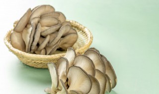 平菇汤的做法大全 山药平菇汤的做法大全