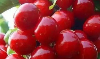 樱桃里面为什么会有小白虫 樱桃里面为什么会有小白虫子