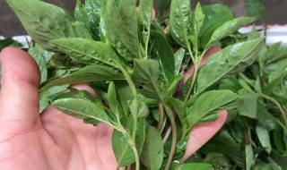 孕妇能吃罗勒叶吗 孕妇能吃罗勒叶吗 初期