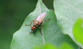 家里有小飞虫怎么办（冬天家里有小飞虫怎么办）