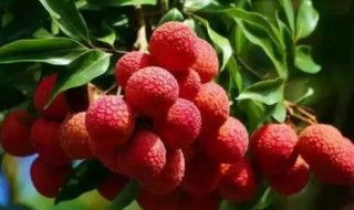 荔枝酒能保存多久才能喝（荔枝酒需要泡多久才能喝）