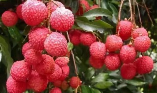 荔枝酒泡太久还可以喝吗 荔枝酒泡久了可以喝吗