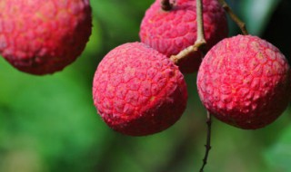 荔枝泡酒后的荔枝可以吃吗 荔枝泡完酒了荔枝能吃吗