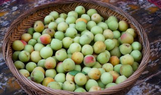青梅一天吃多少适合（青梅一天可以吃多少个）