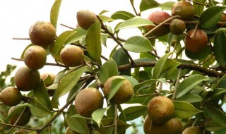 油茶是什么 油茶是什么东西