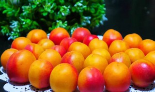 杏子可以放冰箱保存吗 杏子可以放冰箱保存吗多久