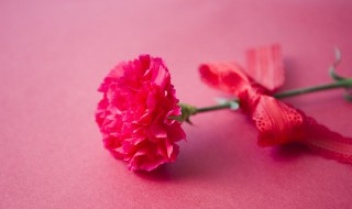 康乃馨的品种 康乃馨的品种和等级