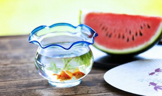 凤尾鱼的鱼缸摆放位置（凤尾鱼的鱼缸摆放位置图解）