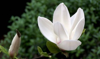 玉兰的养殖方法（玉兰的养殖方法和注意事项 盆栽）