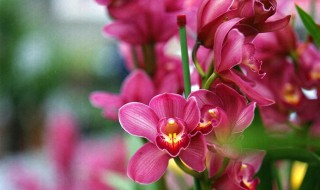 大花蕙兰的介绍（大花蕙兰是什么兰）