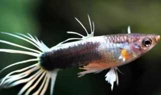 凤尾鱼的品种介绍（凤尾鱼的品种介绍视频）