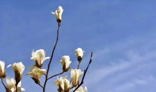 玉兰什么时候开（玉兰什么时候开花什么时候凋谢?）