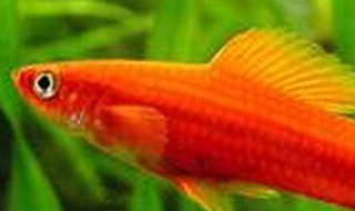 红箭鱼的品种介绍 红箭鱼的品种介绍图