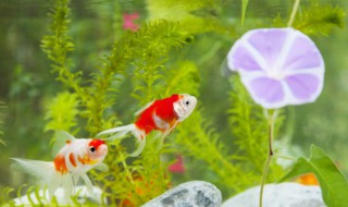 虎皮鱼的鱼缸摆放位置 虎皮鱼的鱼缸摆放位置图解