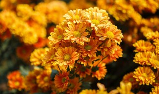 菊花的养护方法（菊花的养护方法你知道多少）