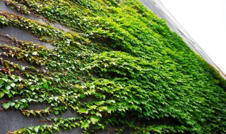 爬山虎的养护方法 爬山虎的养殖方法和注意事项有哪些