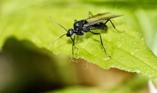 如何驱赶飞蚁 如何驱赶飞蚁幼虫