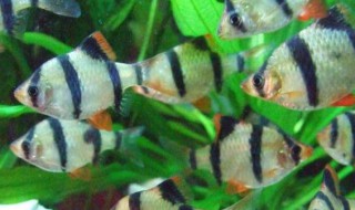 虎皮鱼的风水学应用（虎皮鱼的特点）