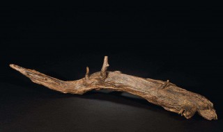 沉香木的介绍（沉香木的介绍和功效）