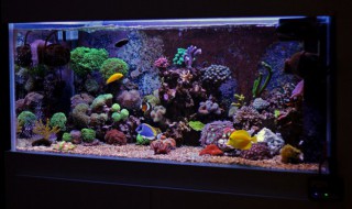 鼠鱼的鱼缸摆放位置 属鼠的鱼缸摆放位置