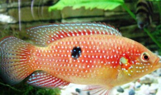 宝石鱼的品种介绍（宝石鱼的品种介绍视频）