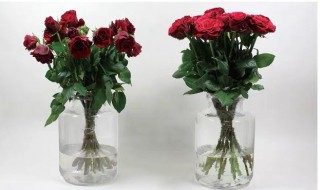 鲜花保鲜剂介绍 鲜花保鲜剂介绍文案