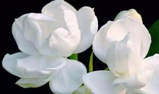 茉莉花驱蚊子吗（茉莉花驱蚊子吗怎么养）