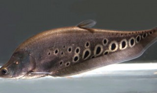 七星刀鱼的鱼缸摆放位置（七星刀鱼平躺在缸底）