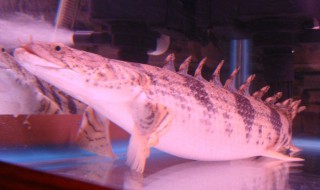 恐龙鱼的鱼缸摆放位置 恐龙鱼鱼缸里能放什么水生植物