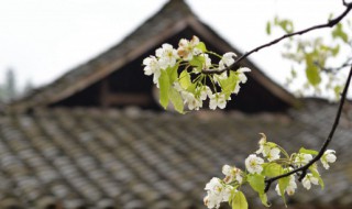 如何介绍清明节（如何介绍清明节 英文）