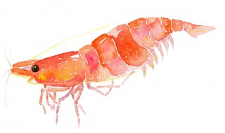 樱花虾的繁殖与饲养（樱花虾的繁殖与饲养方法）