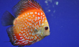 七彩神仙鱼的风水学应用 七彩神仙是风水鱼吗