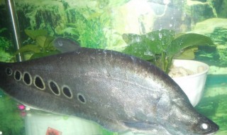 七星刀鱼的风水学应用（七星刀鱼是风水鱼吗）