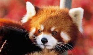 小熊猫是小浣熊吗（小浣熊其实是小熊猫）