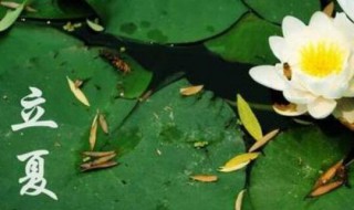 宁波立夏的风俗有哪些 宁波立春风俗