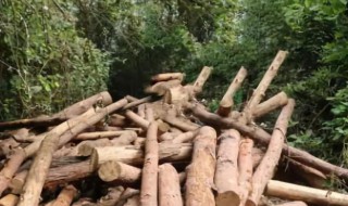 疫木是什么 疫木是什么树