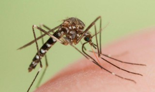 涨水蚊怎么处理（涨水蚊子怎么消灭）