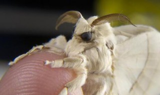 飞蛾种类 飞蛾种类名称图片