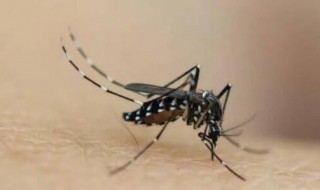 蚊子怎么发现人在哪（蚊子怎么知道人在哪里）