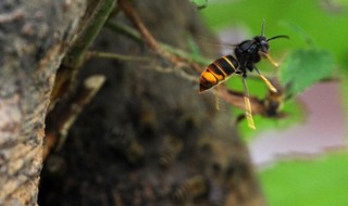 蜜蜂如何辨认回家的路（蜜蜂利用什么认识回家的路）