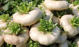芜菁是什么蔬菜（芜菁是什么蔬菜的功效）