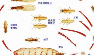 白蚁一般什么月份出来（白蚁一般什么月份出来,岀来几天）